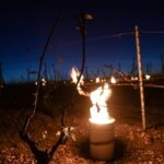 Les bougies, pour réchauffer les vignes de Chablis