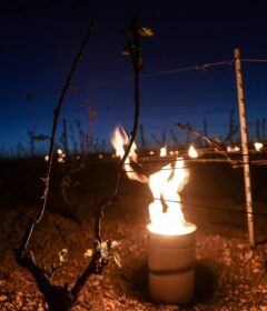 Les bougies, pour réchauffer les vignes de Chablis