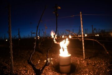 Les bougies, pour réchauffer les vignes de Chablis