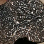 Différents types de truffes que vous pouvez choisir afin d’égayer vos papilles