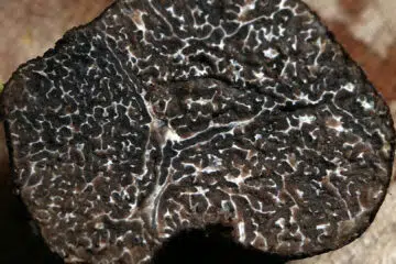 Différents types de truffes que vous pouvez choisir afin d’égayer vos papilles